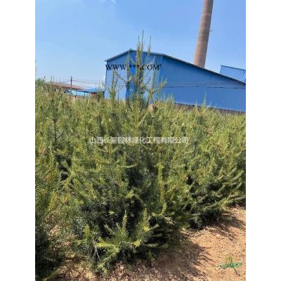*新柿子树·*新柿子树价格·*新大柿子树·原生柿子树相关信息图1