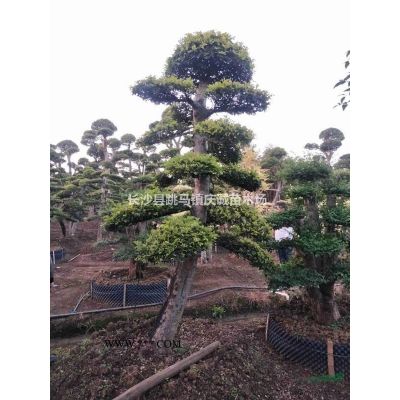 椤木石楠桩，湖南椤木石楠，造型椤木石楠，椤木石楠桩价格
