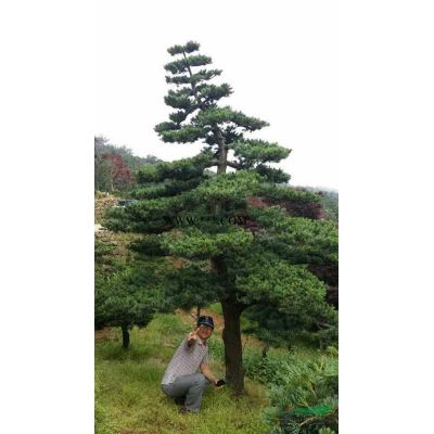 急售2-3公分   鸡爪槭   红枫