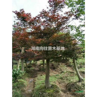 湖南全冠桂花 精品桂花树  长沙全冠桂花树  精品全冠桂花树