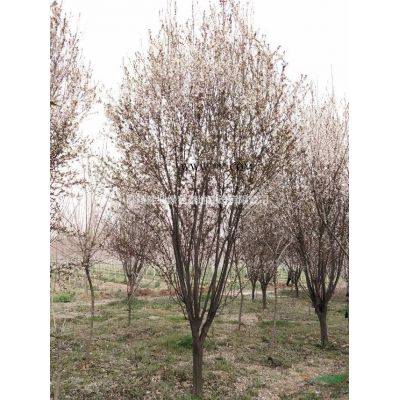 河南鄢陵建业基地 日本晚樱销售