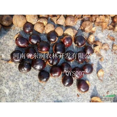4-8公分广玉兰处理 河南东润农林火热开售