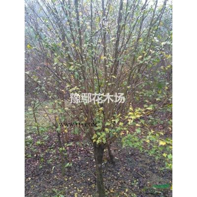 供应 玉兰 广玉兰  供应白玉兰  供应紫玉兰