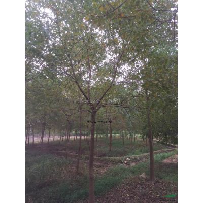 浙江广玉兰小苗