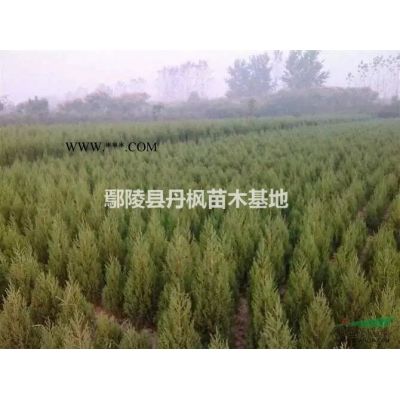 鄢陵丹枫苗木现大量供应丝棉木