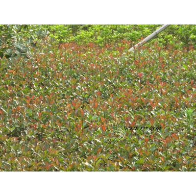 浙江三季红枫信息