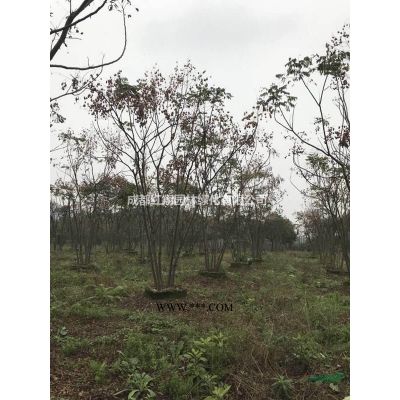 精品广玉兰 、广玉兰批发、广玉兰基地、成都广玉兰价格图1