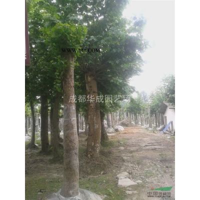广玉兰 成都广玉兰