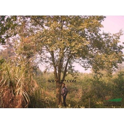 江西红豆杉，九江红豆杉。高1米以上地径1公分可带土球量大从优