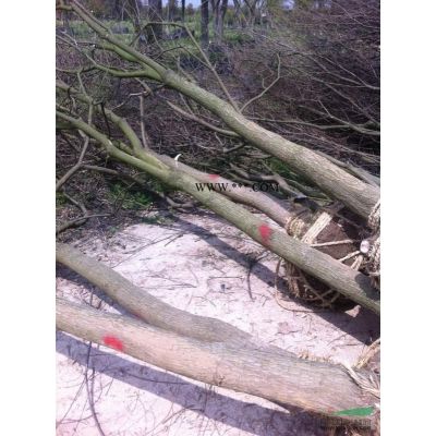 精品乌桕供应\精品乌桕报价