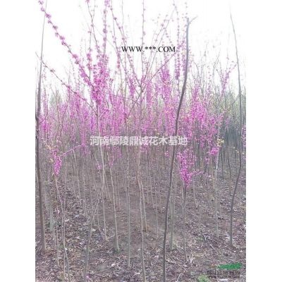 河南连翘批发/供应