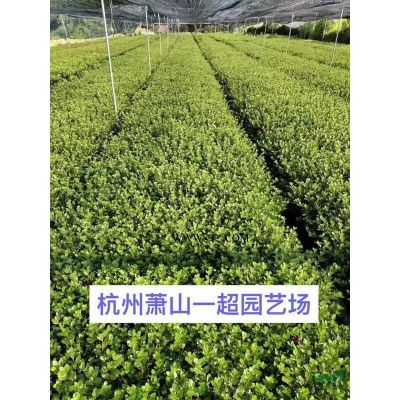 浙江狼尾草基地/紫穗狼尾草/紫穗狼尾草直销/狼尾草价格