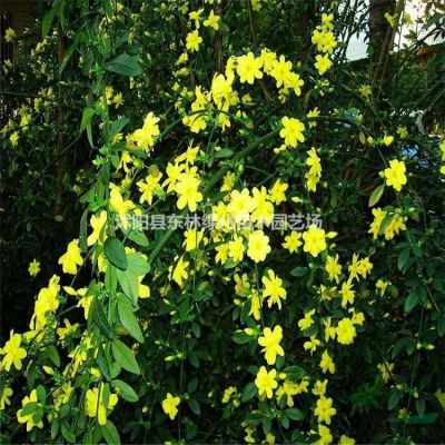 供应桂花、樱花、柳树、合欢、海棠，木槿、广玉兰、高杆女贞
