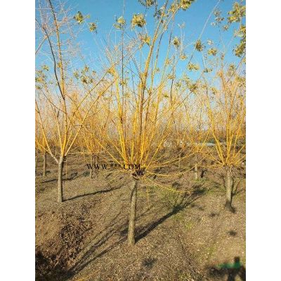 樱花3-25公分数量多质量好，日本晚樱，日本樱花，日本早樱
