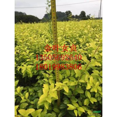 广玉兰小苗供应/广玉兰小苗图片