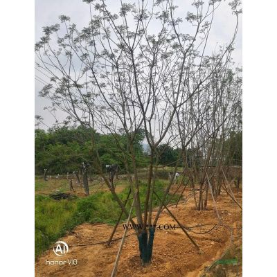 重庆地区睡莲基地直发工程苗