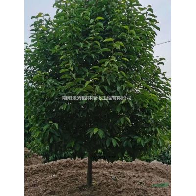 黄连木,黄连木小苗，黄连木15-50公分