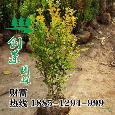 常年2-12公分广玉兰 规格*  苗圃基地广玉兰树苗