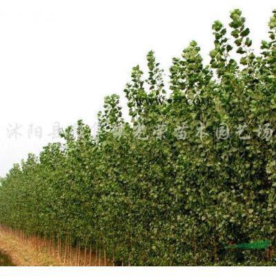 江苏广玉兰，紫玉兰，白玉兰，黄玉兰新价格