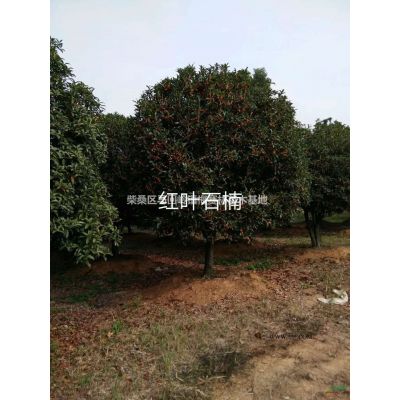 江西九江广玉兰10-12公分，分支点1.2-1.5米基地
