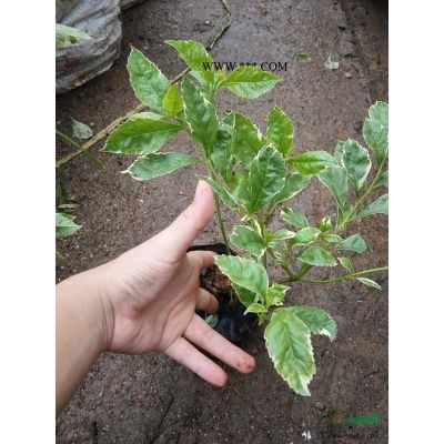 澳洲鸭脚木，花叶鹅掌柴