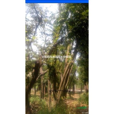 每杆30公分多杆沙朴