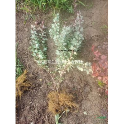 苏北地区龟甲冬青球大量批发这是今天从自家基地实拍的精品龟甲冬