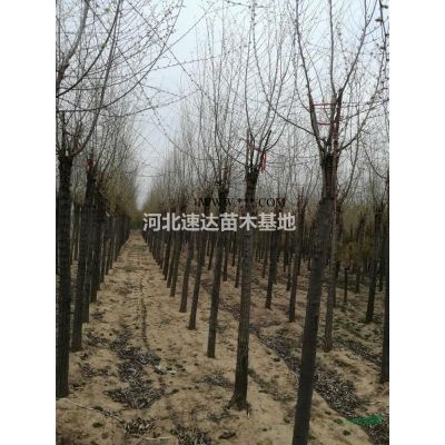 垂柳树，垂柳苗，垂柳苗圃