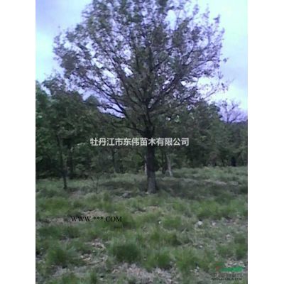 蒙古栎，蒙古栎供应，蒙古栎图片，2015年蒙古栎价格