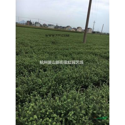 红叶石楠，红叶石楠球，2020年红叶石楠球价格