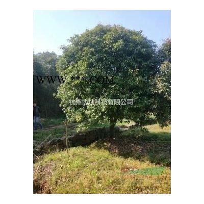 供应低分支鸡爪槭18-25公分矮分支鸡爪槭18-25公分