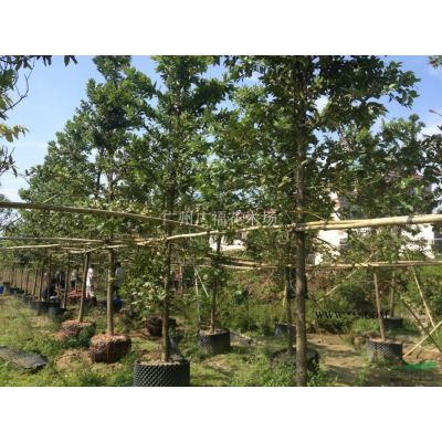 本场经营景观树，大规格绿化树，工程各种苗木等