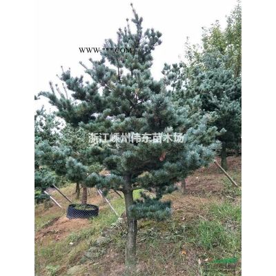 供应浙江垂丝海棠/3-20公分垂丝海棠
