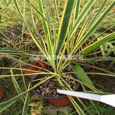 绿化乔木广玉兰，广玉兰苗，别名：大花玉兰、荷花玉兰、洋玉兰