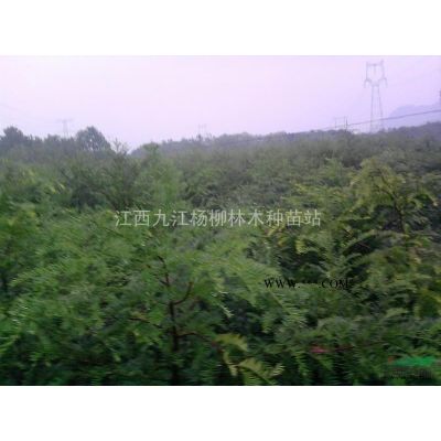 当年新采重阳木种子多少钱一斤 重阳木种子产地供货价格