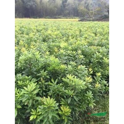 广玉兰*新价格/广玉兰报价 江西广玉兰 九江广玉兰