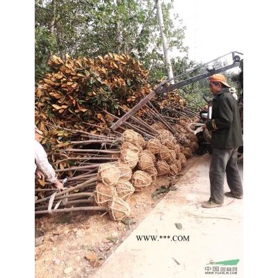 汤泉泉西广玉兰价格，广玉兰货源充足质优价廉