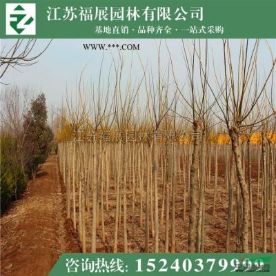 江苏龙柏