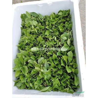 广玉兰小苗高度H1米-2米  湖南省张家界周边地区