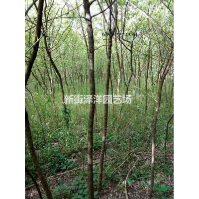 浙江地区供应广玉兰8～20公分