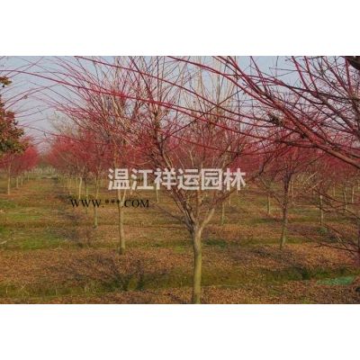 日本麦冬