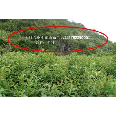 鸡爪槭供应，鸡爪槭报价，九江鸡爪槭小苗