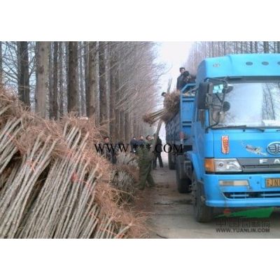 大叶女贞|大叶女贞价格|大叶女贞基地|广玉兰价格|红叶石楠价