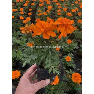 漳州小叶紫薇种植基地