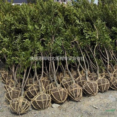 供应地径3-6公分荸荠东魁水晶杨梅苗！