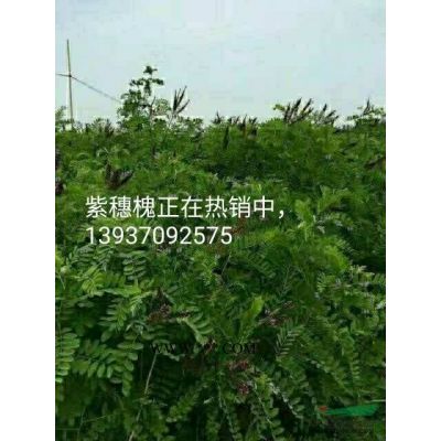 河南商丘供应（地经0.02~1公分半）紫穗槐苗