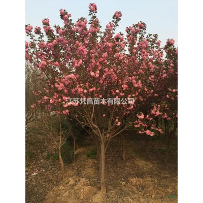 江苏樱花价格 樱花基地哪里好/哪家便宜