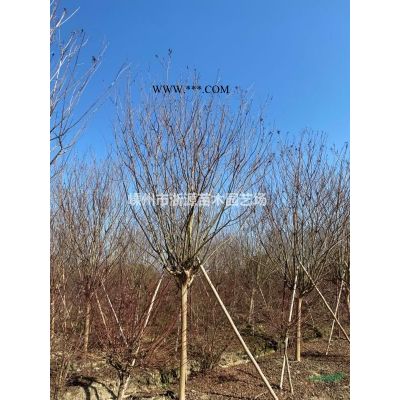 美国紫薇/高杆天鹅绒紫薇