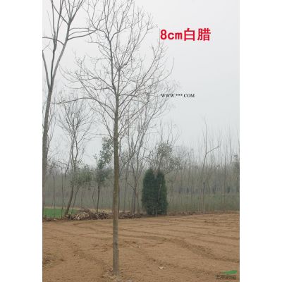 河南1.5米到3米的河南桧 现在价格优惠