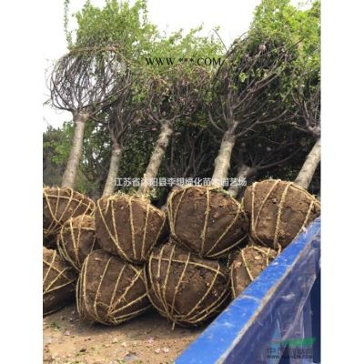 供应广玉兰，紫白黄玉兰，红叶李，银杏 紫穗槐、连翘，小叶女贞